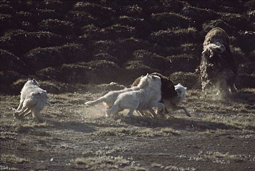 北极狼,狼,杀戮,麝牛,幼兽,艾利斯摩尔岛,加拿大