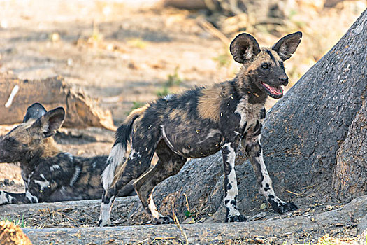 博茨瓦纳,乔贝国家公园,萨维提,非洲野狗,非洲野犬属,小狗