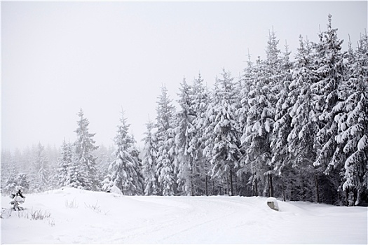 积雪,冬季风景