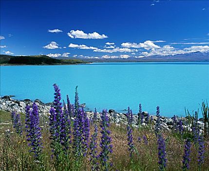 普卡基湖,库克峰国家公园,新西兰