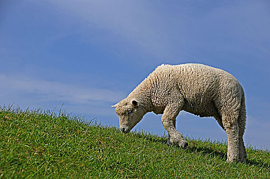 年轻,绵羊,放牧,堤岸,德国,欧洲