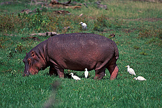 非洲,肯尼亚,安波塞利国家公园,河马,牛背鹭