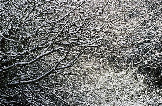 树枝,雪