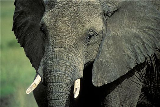 肯尼亚,马赛马拉国家公园,大象,特写,顶着