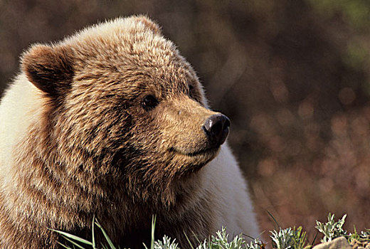 美国,阿拉斯加,大灰熊,德纳里峰国家公园