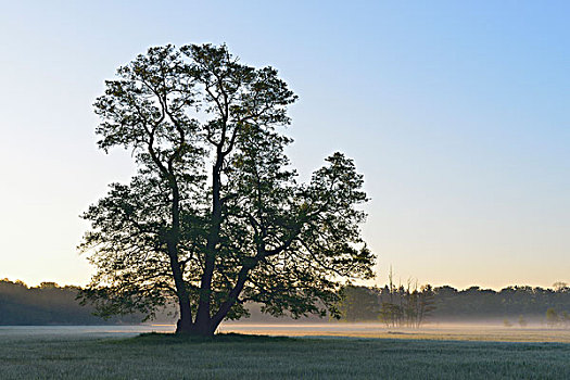 树,赤杨,早晨,自然保护区,黑森州,德国,欧洲