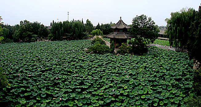 河北保定莲池书院夏日美景