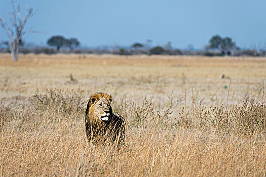 狮子,站立,草地,萨维提,乔贝国家公园,博茨瓦纳