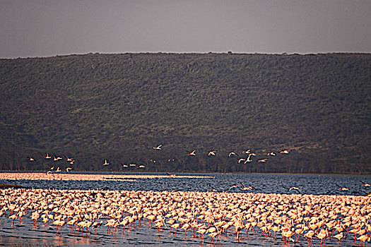 肯尼亚纳库鲁湖火烈鸟-中景