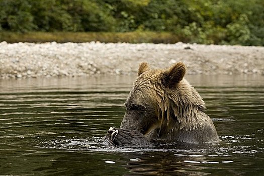 雄性,大灰熊,河,不列颠哥伦比亚省,加拿大