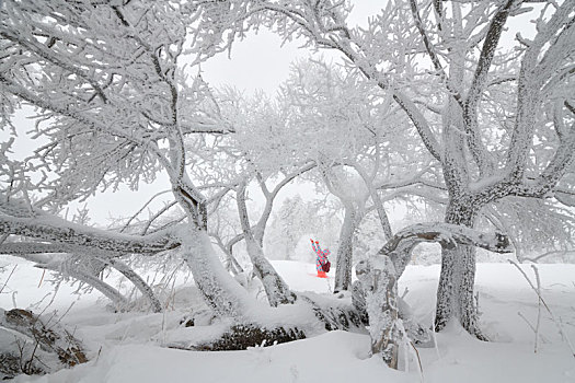 走进林海雪原