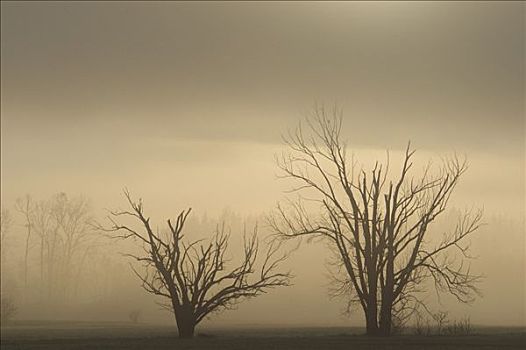 裸露,树,早晨,薄雾,巴伐利亚,德国