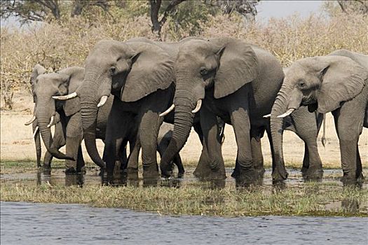 非洲,灌木,大象,非洲象,莫雷米禁猎区,博茨瓦纳