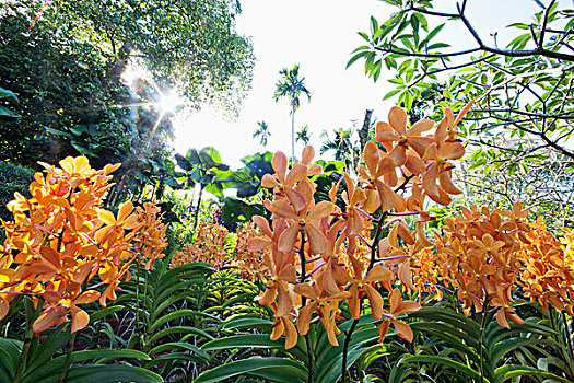 兰花,新加坡植物园,新加坡