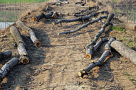 白杨树图片图片