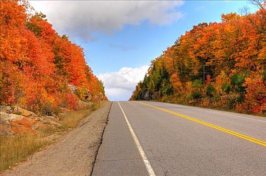 漂亮,红色,秋天,树,乡间小路,阿尔冈金省立公园,安大略省,加拿大