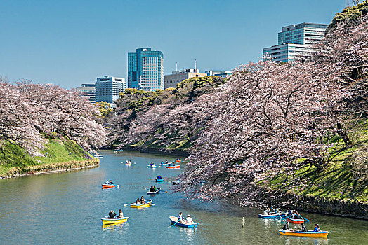 日本,东京,城市,区域,樱花