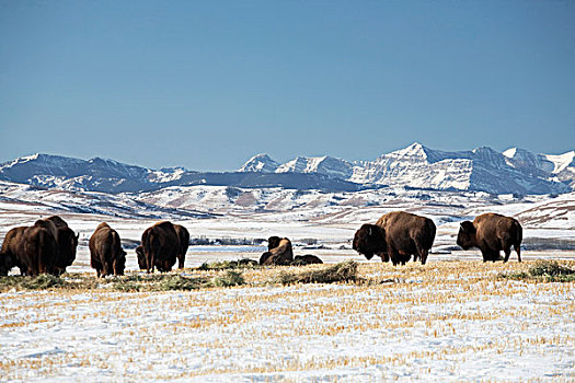 美洲野牛,野牛,西部,高,河,艾伯塔省,加拿大