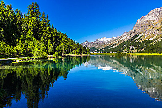 反射,围绕,阿尔卑斯山,湖,乡村,背景,靠近,圣莫里茨,瑞士