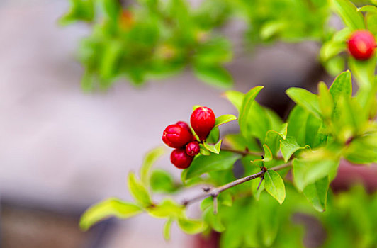 鲜花壁纸