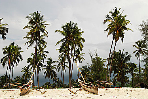 坦桑尼亚,桑给巴尔岛,传统,帆船,白色背景,海滩,棕榈树