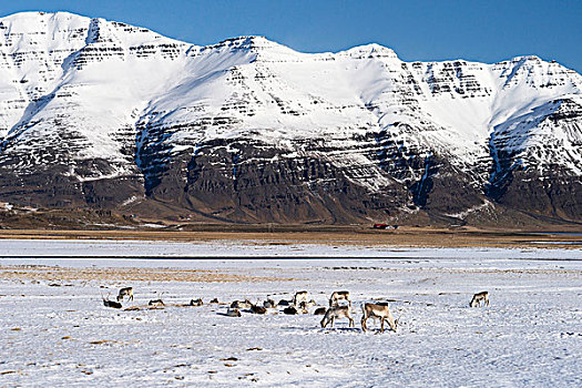 驯鹿,正面,山,冬天,东方,峡湾,冰岛,欧洲