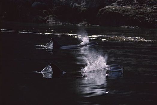 逆戟鲸,一对,平面,不列颠哥伦比亚省,加拿大
