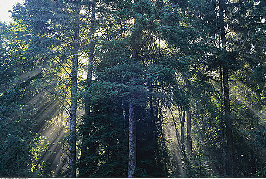 树林,温哥华岛