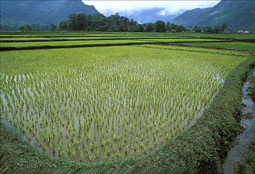 越南,稻田