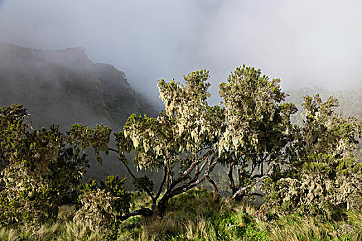 石南科灌木,山,国家公园,埃塞俄比亚