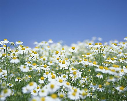 甘菊,花