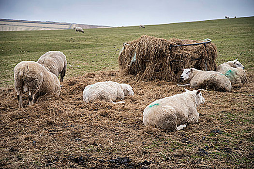 绵羊,农场,风景,晴天,峰区,英国