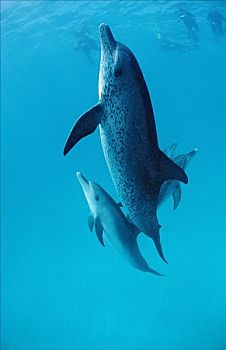 家庭,大西洋细吻海豚,花斑原海豚,游动,水面,巴哈马,西印度群岛,侧面