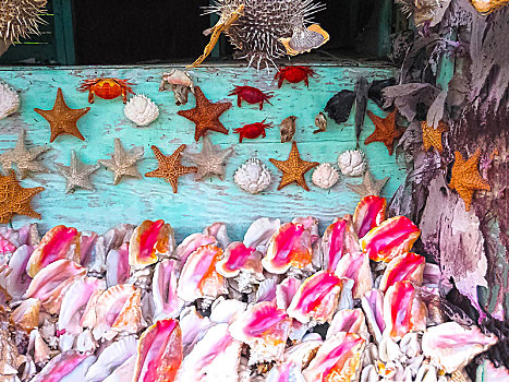 海螺壳,纪念品,多米尼加共和国