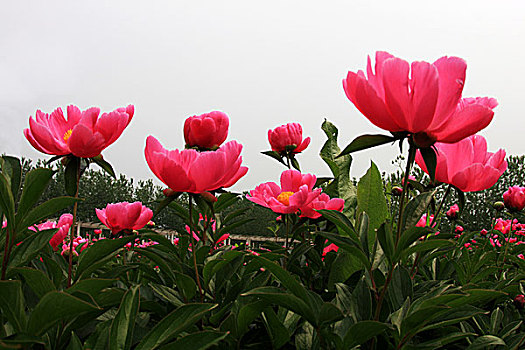 芍药,种植,基地