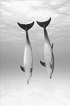 加勒比海,两个,大西洋细吻海豚,原海豚属,尖锐,海洋,黑白照片