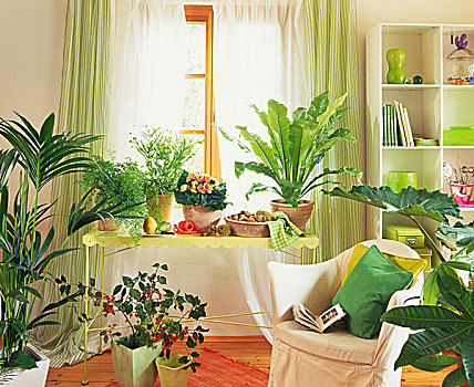 房间,多样,观叶植物