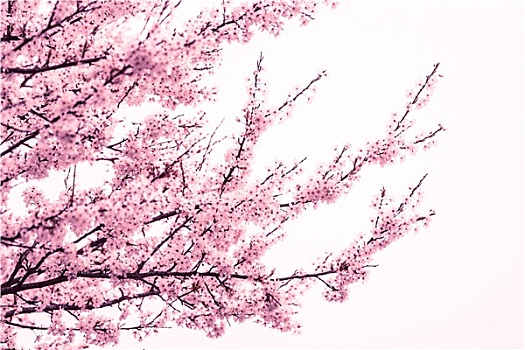 粉色,樱花,树,春天