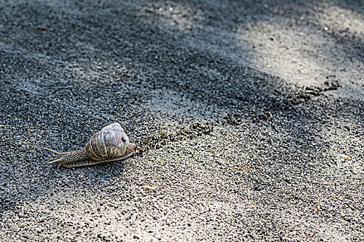 孤单,蜗牛,离开,砾石