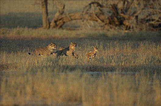 印度豹,猎豹,群,猎捕,幼仔,跳羚,卡拉哈迪大羚羊国家公园,南非