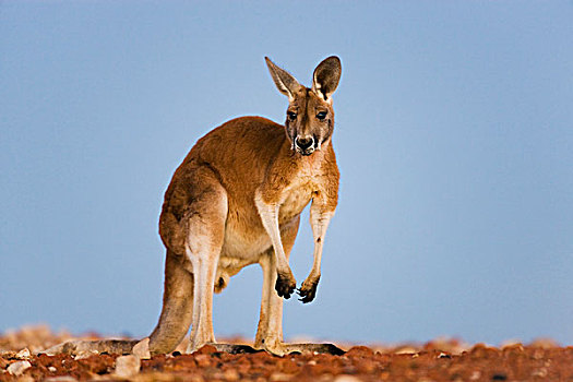 红袋鼠,幼兽,国家公园,新南威尔士,澳大利亚