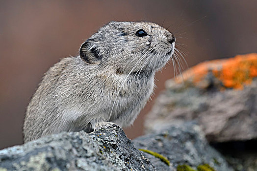 鼠兔,坐,岩石上,德纳里峰国家公园,阿拉斯加,美国,北美