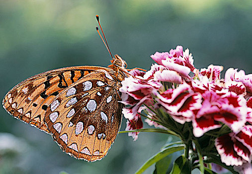豹纹蝶,艾伯塔省,加拿大