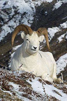 野大白羊,白大角羊,雪景,德纳里峰,国家公园,阿拉斯加,美国