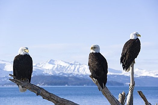 白头鹰,岸边,本垒打,阿拉斯加,美国