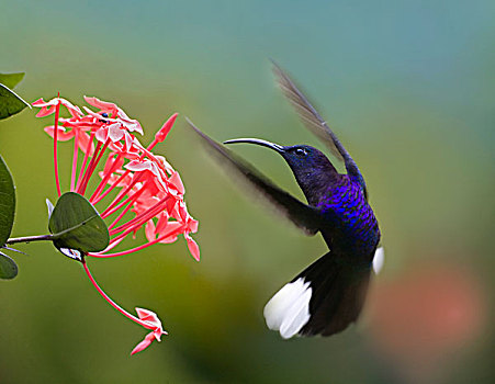 紫罗兰,蜂鸟,喂食,花,哥斯达黎加
