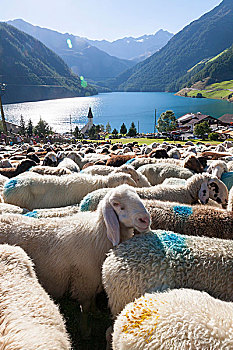 迁徙,绵羊,跋涉,高山,山峰,厄茨泰,阿尔卑斯山,南蒂罗尔,意大利,北方,提洛尔,奥地利,14世纪,畜栏,农民,选择