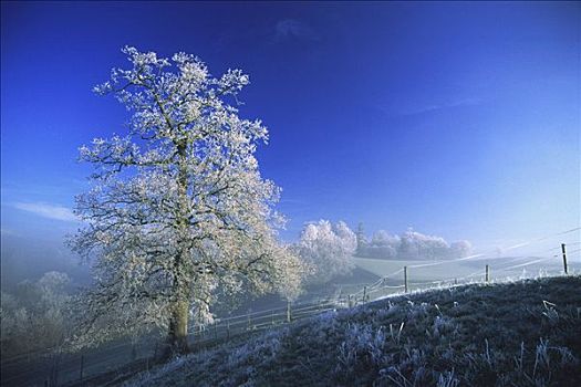 树,白霜,晨雾,巴伐利亚,德国