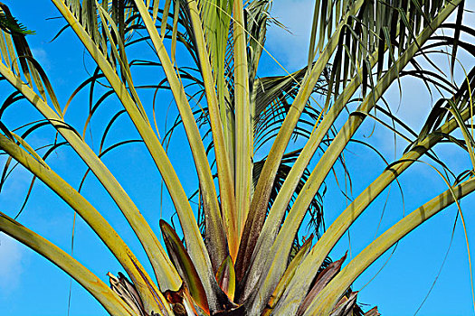特写,棕榈树,赫维湾,昆士兰,澳大利亚
