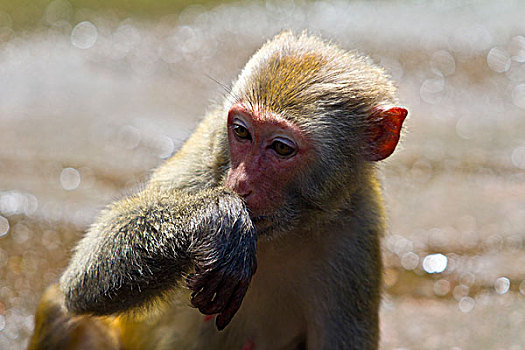 海南南湾猴岛原生态弥猴,猴子